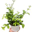 Malpighia Barbados Cherry