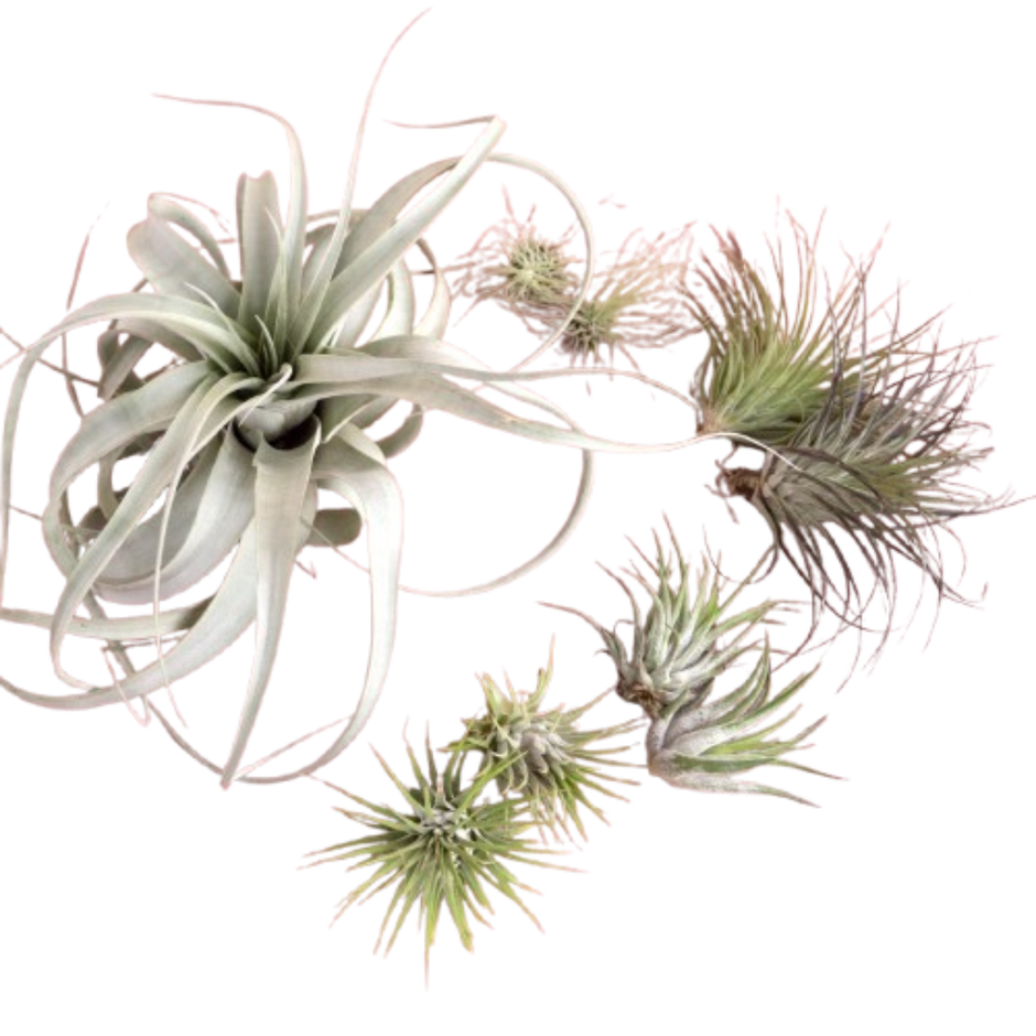 Mothers Day Air Plant Bundle