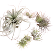 Mothers Day Air Plant Bundle