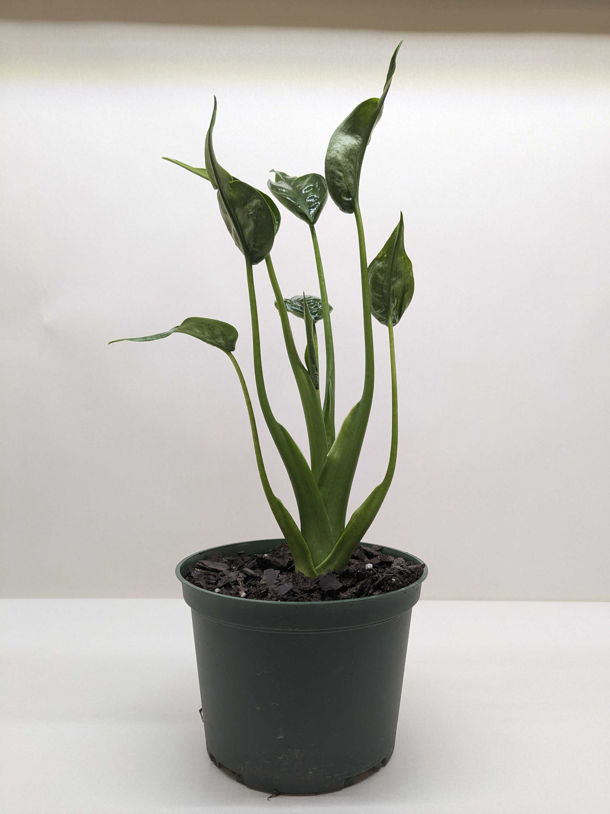 Alocasia 'Tiny Dancer' - 4