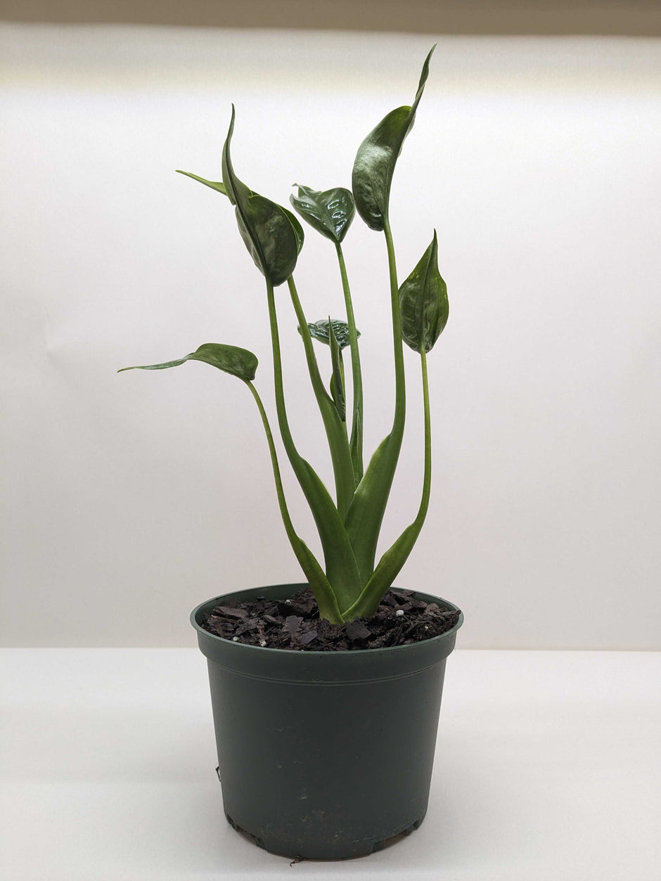 Alocasia 'Tiny Dancer' - 4