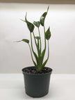 Alocasia 'Tiny Dancer' - 4