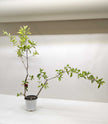 Malpighia Barbados Cherry