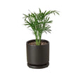 Parlor Palm