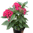 Pentas Red