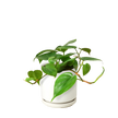 Philodendron Cordatum Heartleaf | Easy Care Climbing Houseplant | House Plant Shop