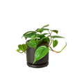 Philodendron Cordatum Heartleaf | Easy Care Climbing Houseplant | House Plant Shop