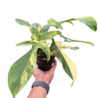 Philodendron Florida Beauty Variegated