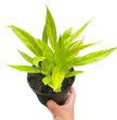Philodendron 'Calkins Gold'