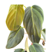 Philodendron Gigas | Giant Velvety Copper-Green Philodendron | House Plant Shop