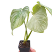 Philodendron 'Mamei'