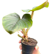 Philodendron 'Serpens' | Rare Hairy Creeping Philodendron | House Plant Shop