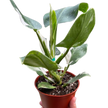 Philodendron 'White Wizard'