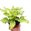 Philodendron 'Xanadu' Variegated