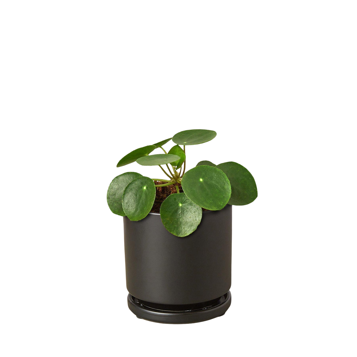 Pilea Peperomioides Chinese Money Plant | Easy Care Coin-Shaped Leaves | House Plant Shop