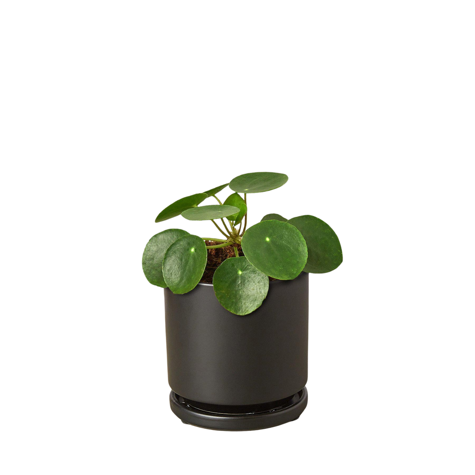 Pilea Peperomioides Chinese Money Plant | Easy Care Coin-Shaped Leaves | House Plant Shop
