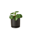 Pilea Peperomioides Chinese Money Plant | Easy Care Coin-Shaped Leaves | House Plant Shop