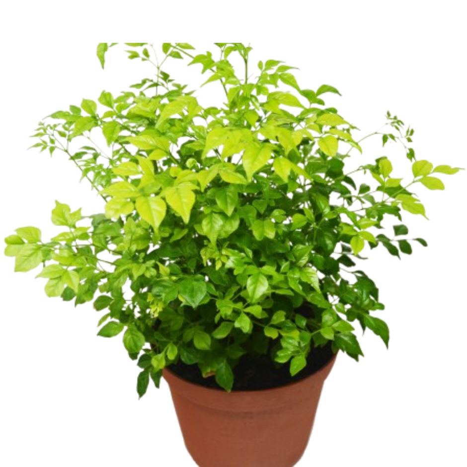 Radermachera 'China Doll' - 6" Pot
