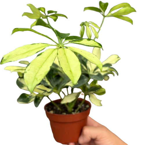 Schefflera Trinette