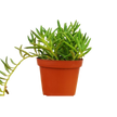 Senecio Succulent 'Fish Hooks'