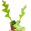 Shark Tooth Orchid Cactus