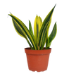 Snake 'Gold Flame'