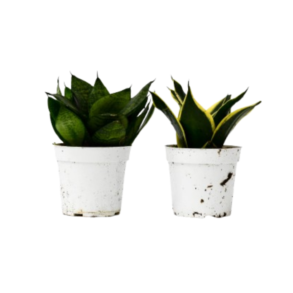 Snake Plant Variety Packs - 4" Pot