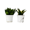 Snake Plant Variety Packs - 4
