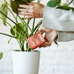 Organic Soil & Root Boost | Mycorrhizae & Beneficial Microbes | House Plant Shop