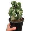 Succulent Cereus Coral Green