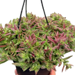 Succulent Crassula Capitella Red