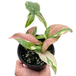 Syngonium 'Tricolor'