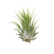 Tillandsia Air Plant Ionantha - 25 Pack