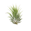 Tillandsia Air Plant Ionantha - 5 Pack