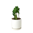 Zamioculcas Zamiifolia ZZ