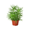 Succulent Senecio 'Himalayan' - 4