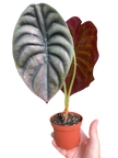 Alocasia 'Red Secret'