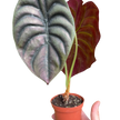 Alocasia 'Red Secret'