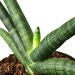 Snake Plant Starfish | Air-Purifying Cylindrical Sansevieria | House Plant Shop