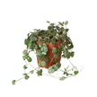 Succulent 'String of Hearts'