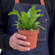Bird's Nest 'Leslie' Fern