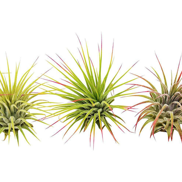 3 Ionantha Guatemala Air Plants / Blooms