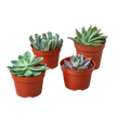 4 Echeveria Succulent Variety Pack - 4.0