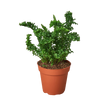 Fern 'Emina' | Curly Boston Fern for Hanging Displays | House Plant Shop