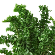 Fern 'Emina' | Curly Boston Fern for Hanging Displays | House Plant Shop