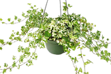 English Ivy 'Kolibre'