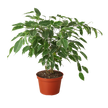 Ficus 'Breeze' - 6