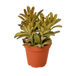 Kalanchoe Tomentosa 'Chocolate Soldier' Succulent - 4
