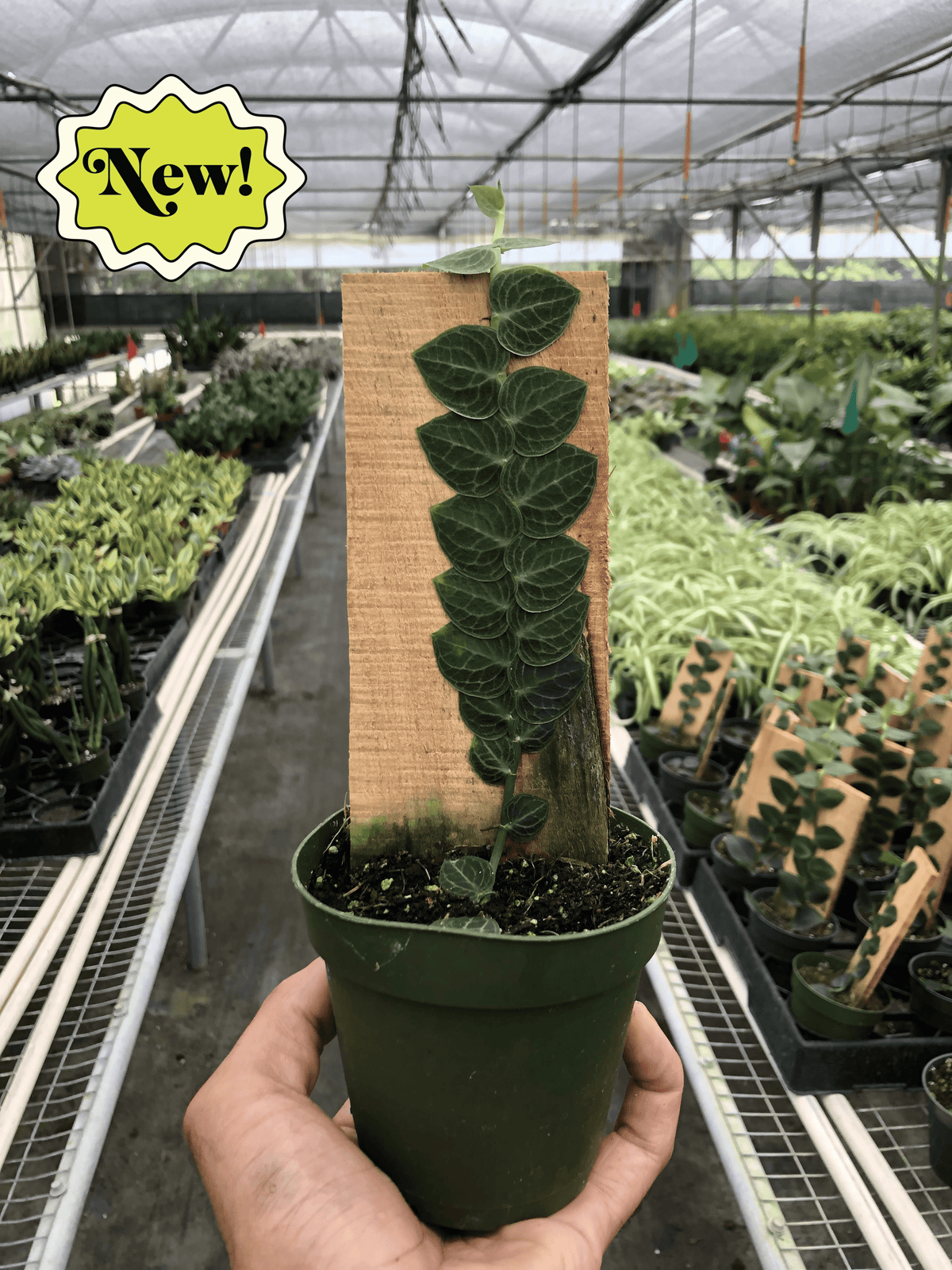 Rhaphidophora 'Cryptantha' | Rare Shingle Plant Climber | House Plant Shop