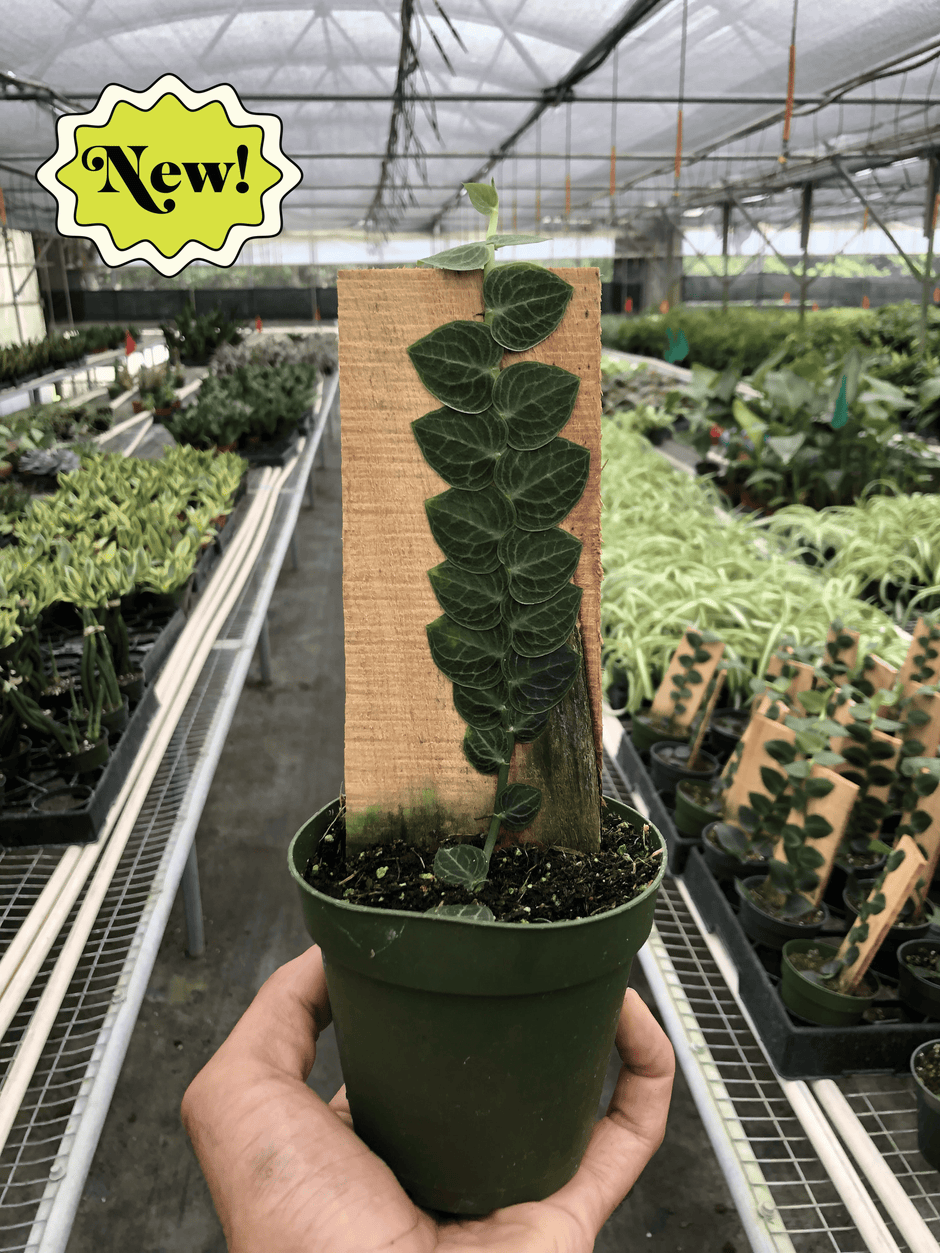 Rhaphidophora 'Cryptantha' | Rare Shingle Plant Climber | House Plant Shop